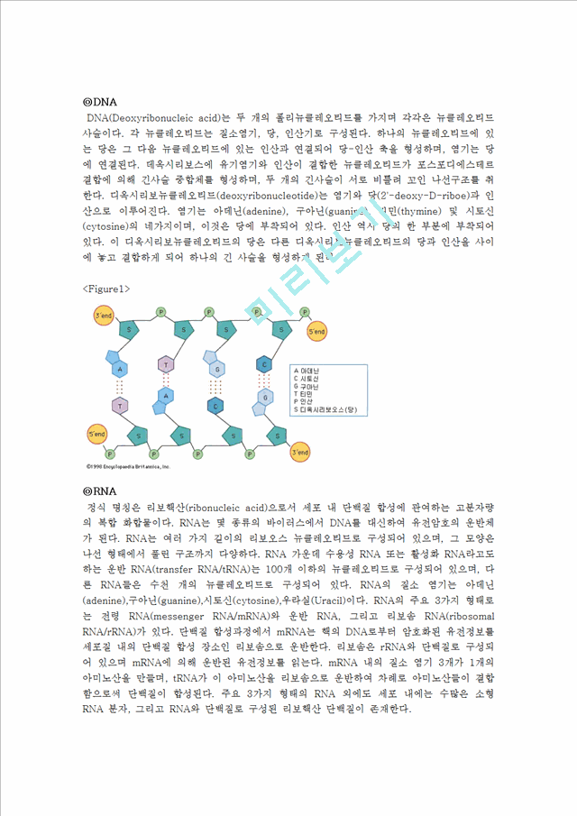 [자연과학]일반생물학 - DNA에서 RNA로 변화하는 과정(2).hwp